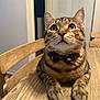 cat, tabby_cat, bow_tie, collar, bell, wooden_table, chair, indoor, pet, whiskers, paws, green_eyes, close_up, portrait, curious, ears, fur, domestic_animal, looking_up, home_interior