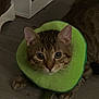 cat, tabby_cat, pet, animal, feline, indoor, collar, plush_toy, avocado_costume, costume, big_eyes, whiskers, paws, floor, wood_floor, close_up, portrait, cute, curious, pet_accessory