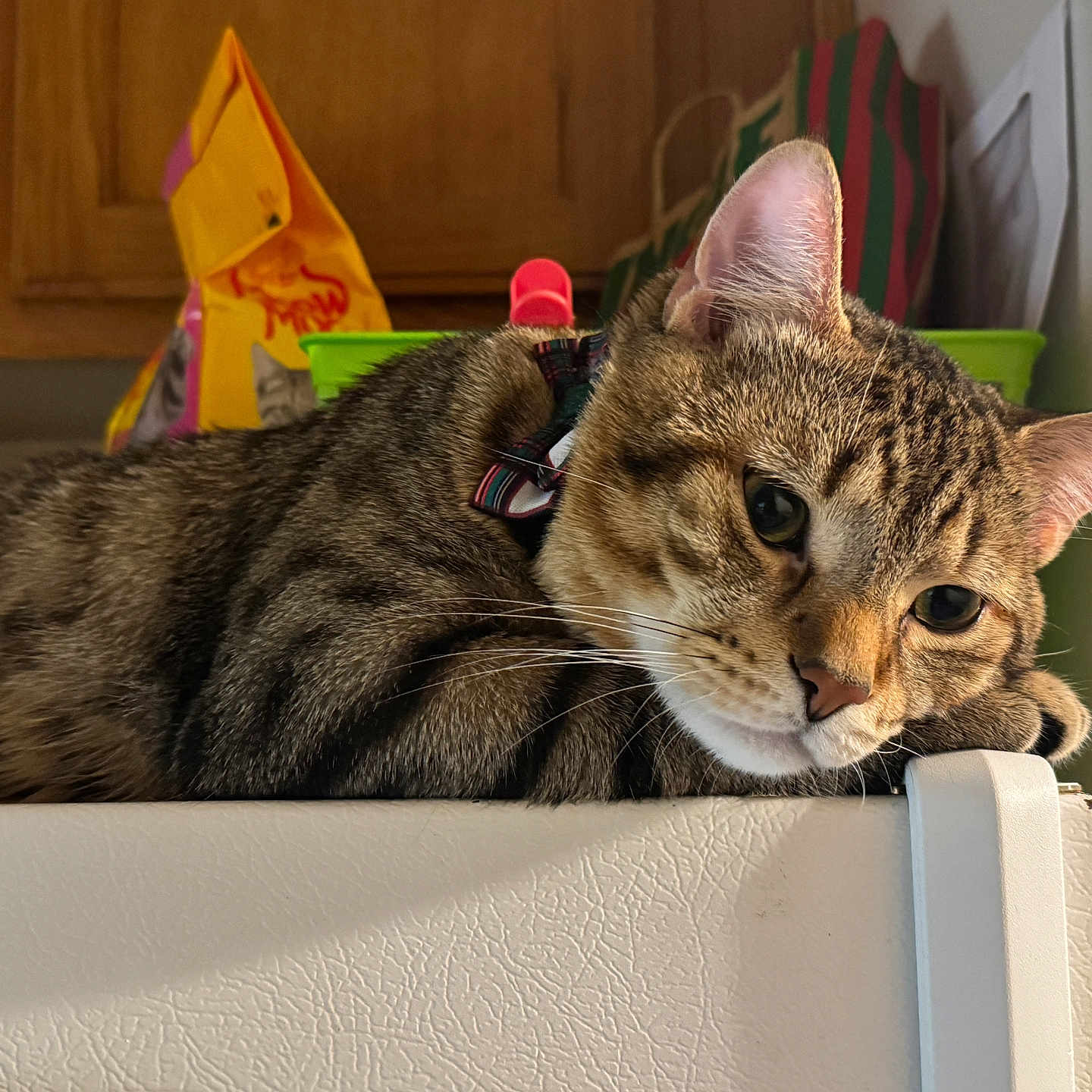 Chavo is registered to the contest to win money with this photo: cat, closeup, collar, curious, domestic, ear, feline, fur, indoor, kitchen, lying_down, paws, pet, portrait, refrigerator, relaxed, shelf, sleepy, tabby_cat, whiskers