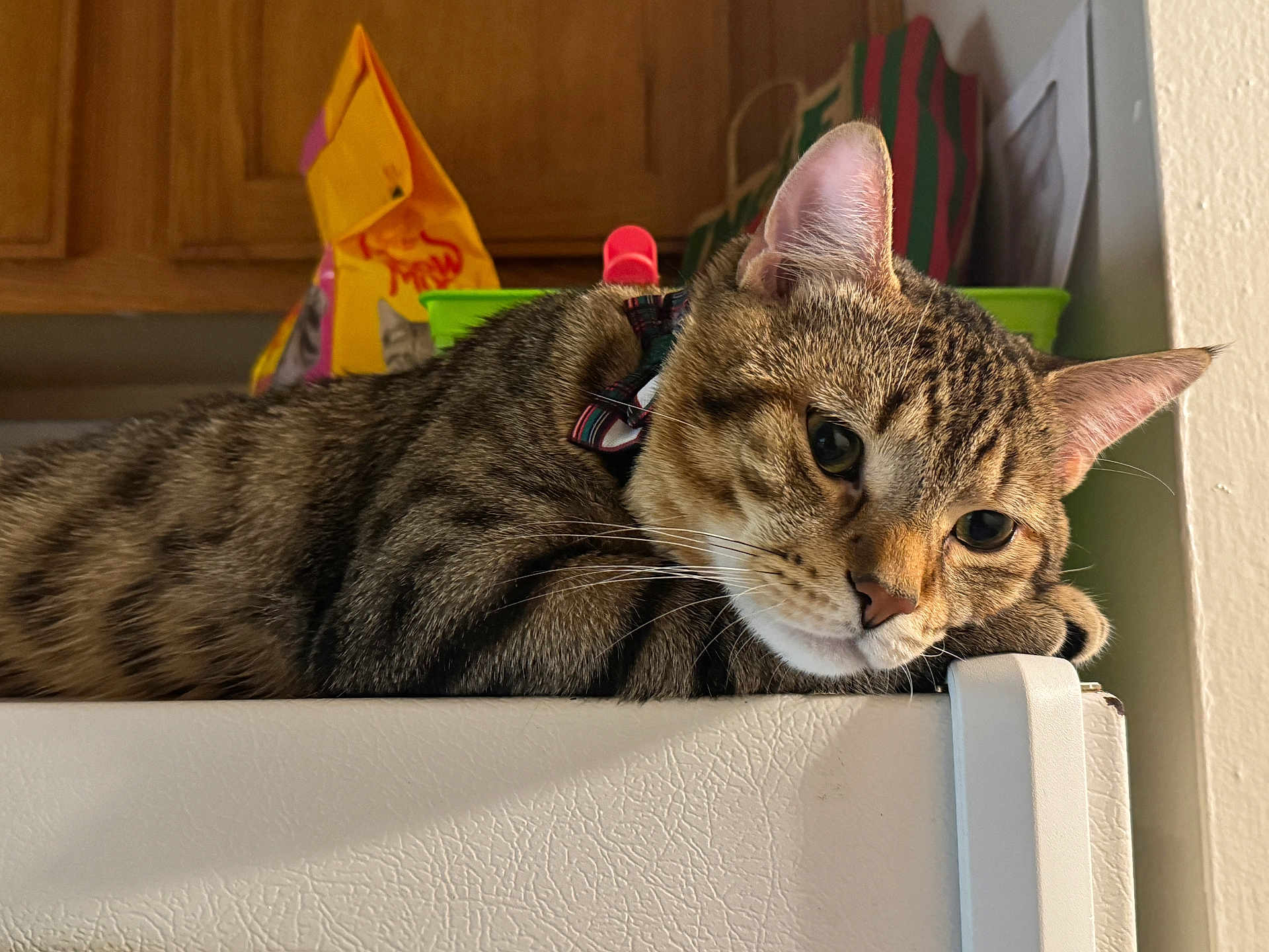 Chavo is registered to the contest to win money with this photo: cat, tabby_cat, pet, feline, whiskers, ear, collar, refrigerator, kitchen, relaxed, lying_down, closeup, portrait, shelf, indoor, fur, sleepy, curious, domestic, paws