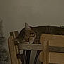 Chavo is registered to the contest to win money with this photo: cat, sleeping, tabby_cat, wooden_chair, furniture, indoor, nap, cozy, whiskers, fur, face, head, table, chair_leg, wall, low_light, soft_lighting, home, christmas_tree, peaceful