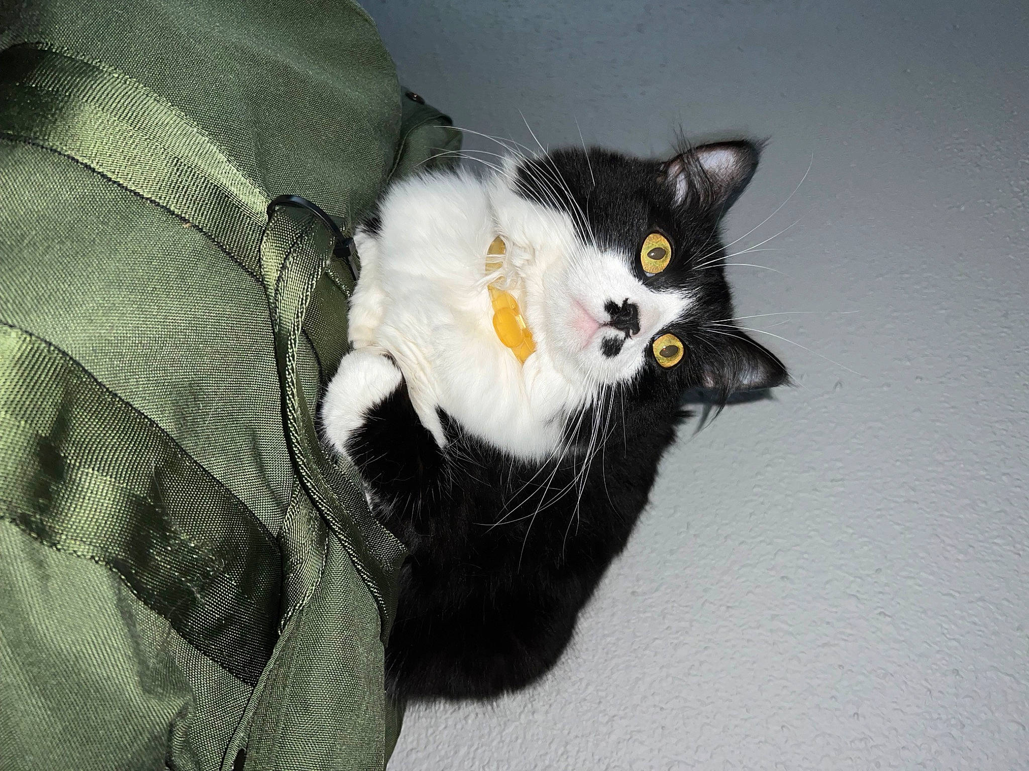 Beanie Boo joined the competition — help win amazing prizes! black_cat, carnivore, cat, claw, comfort, domestic_short_haired_cat, eye, felidae, fur, grey, monochrome_photography, pattern, paw, plaid, sleeve, small_to_medium_sized_cats, snout, tail, tree, whiskers