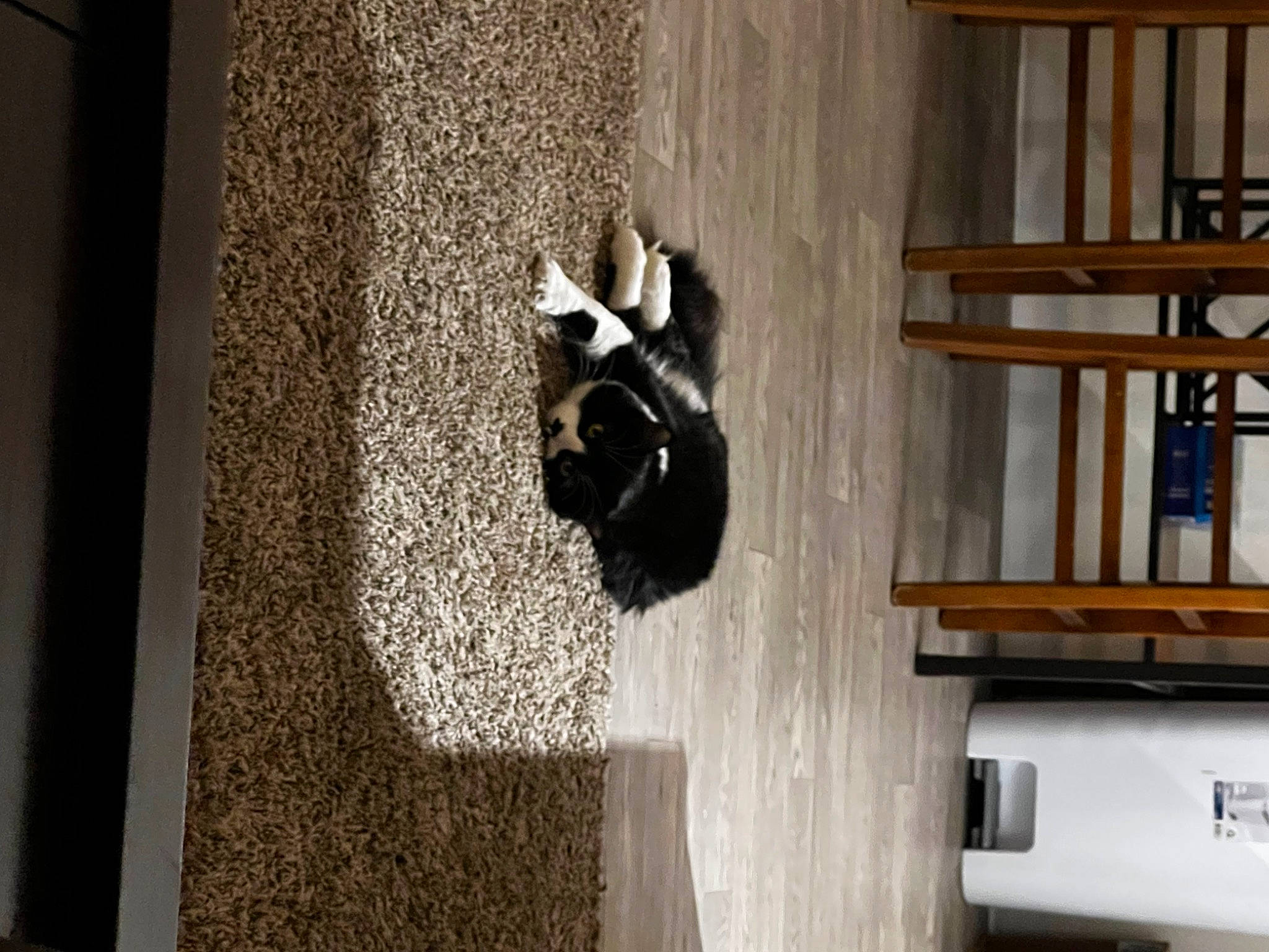 Beanie Boo joined the competition — help win amazing prizes! building, carnivore, dog, door, felidae, floor, flooring, grey, hardwood, home_door, house, pet_supply, plywood, room, shadow, tail, tints_and_shades, window, wood, wood_stain