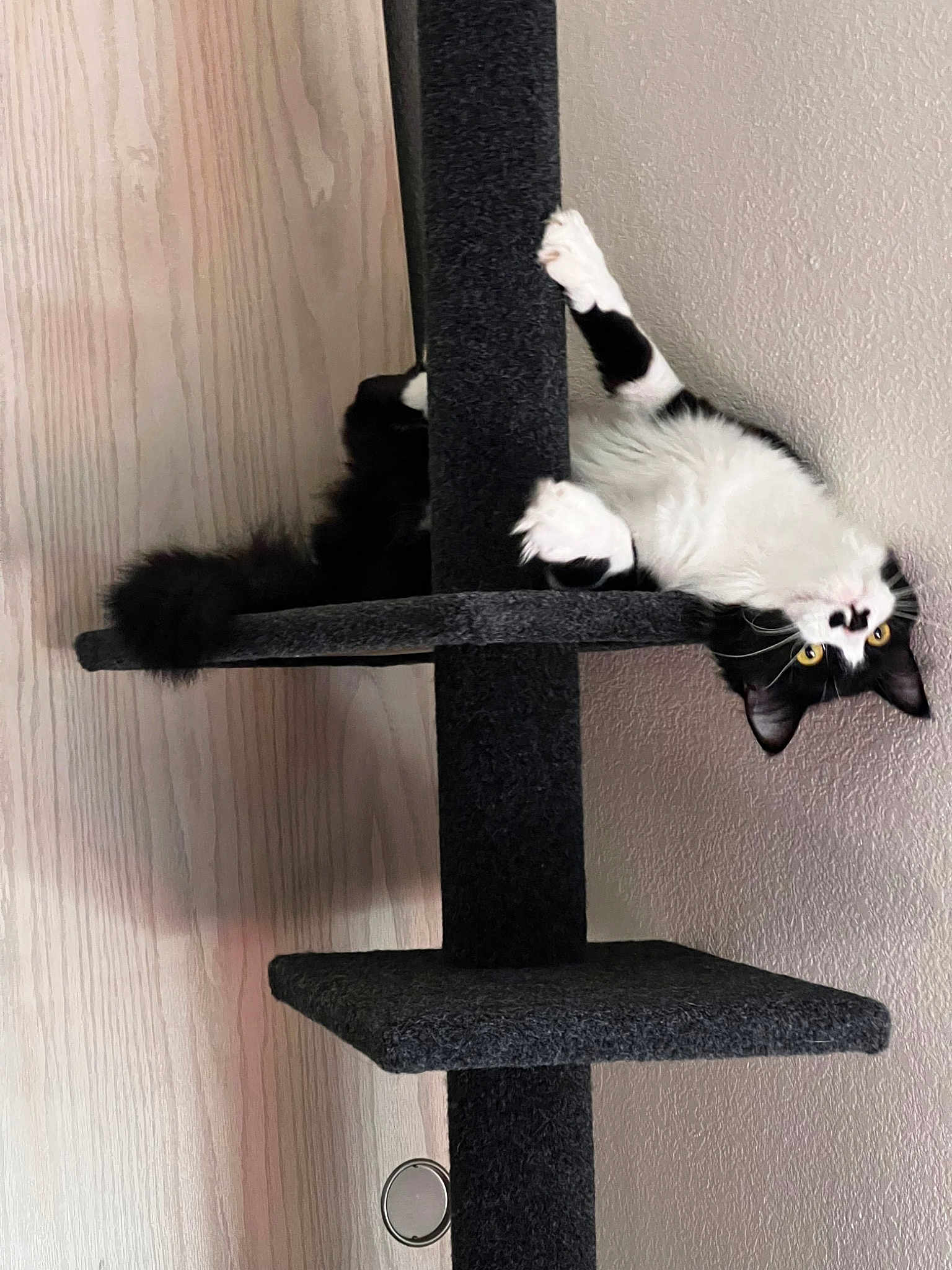 Beanie Boo
