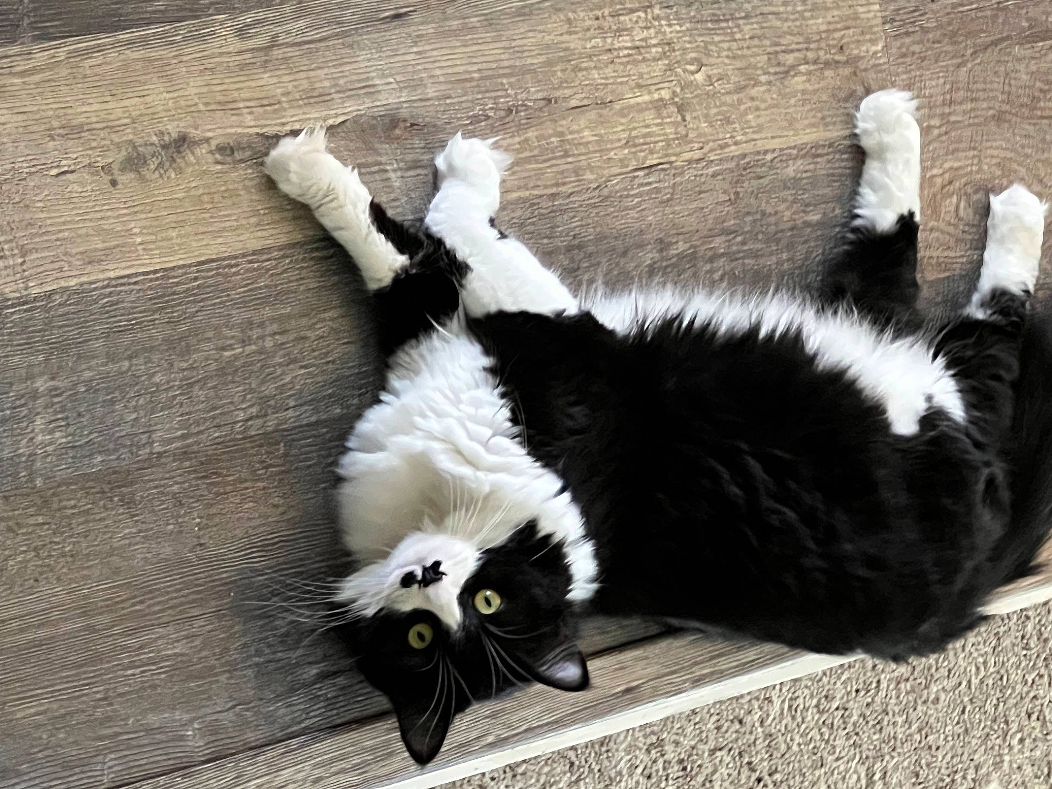 Beanie Boo is registered to the contest to win money with this photo: canidae, carnivore, cat, claw, companion_dog, dog_breed, domestic_short_haired_cat, felidae, flooring, foot, fur, paw, shadow, small_to_medium_sized_cats, snout, sporting_group, tail, terrestrial_animal, whiskers, wood