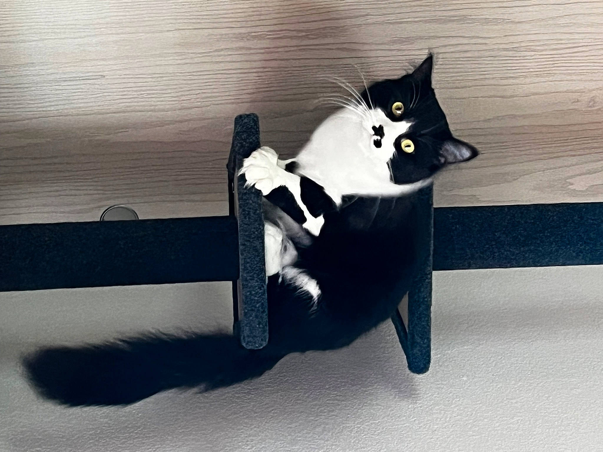 Beanie Boo joined the competition — help win amazing prizes! art, black_cat, carnivore, cat, comfort, domestic_short_haired_cat, electric_blue, felidae, formal_wear, fur, grey, paw, shadow, sitting, small_to_medium_sized_cats, snout, suit, tail, whiskers, wood