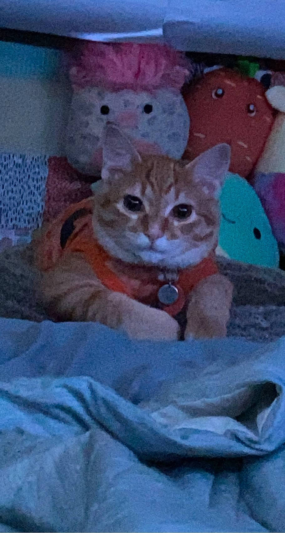 Kingston joined the competition — help win amazing prizes! art, bed, carnivore, cat, comfort, domestic_short_haired_cat, fawn, felidae, fur, linens, paw, room, sitting, small_to_medium_sized_cats, tail, terrestrial_animal, visual_arts, whiskers