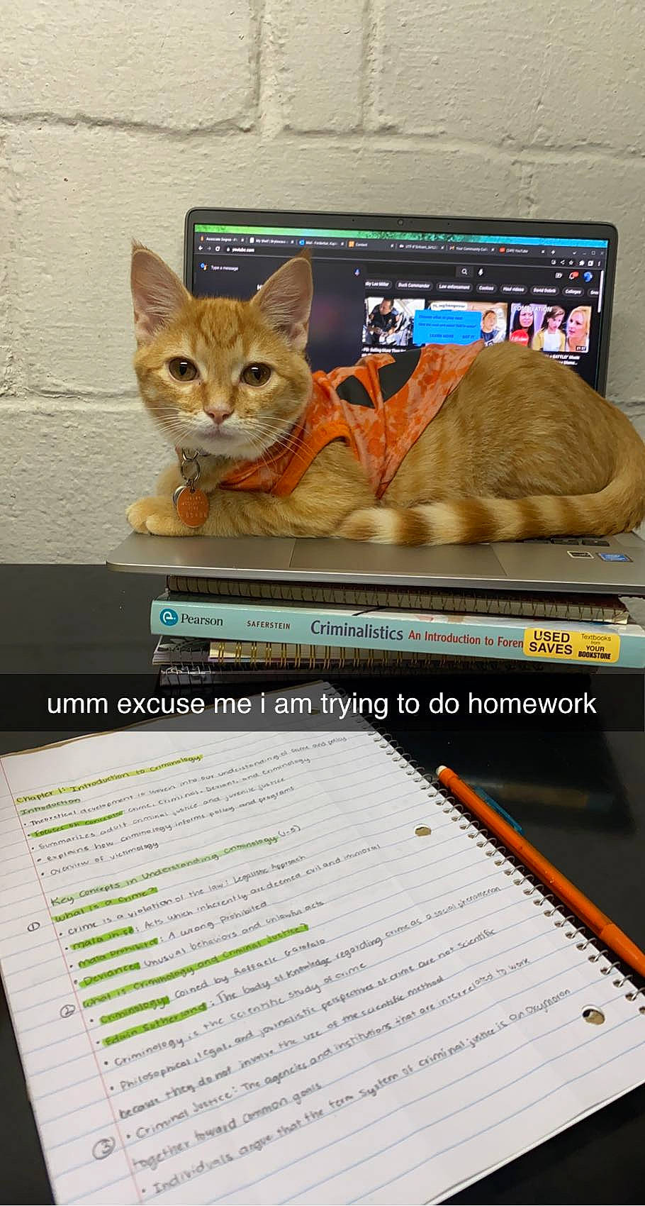Kingston joined the competition — help win amazing prizes! advertising, carnivore, cat, cat_supply, computer, display_device, domestic_short_haired_cat, fawn, felidae, font, multimedia, output_device, personal_computer, pet_supply, photo_caption, publication, recipe, small_to_medium_sized_cats, whiskers, wildlife