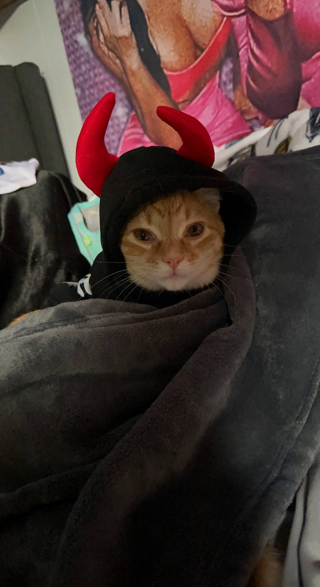 Kingston joined the competition — help win amazing prizes! carnivore, cat, comfort, domestic_short_haired_cat, felidae, fur, hat, linens, sitting, small_to_medium_sized_cats, tail, whiskers