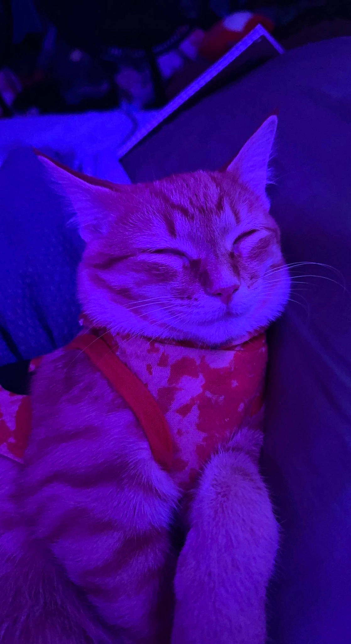 Kingston joined the competition — help win amazing prizes! carnivore, cat, claw, darkness, domestic_short_haired_cat, electric_blue, event, felidae, fur, magenta, paw, pink, purple, small_to_medium_sized_cats, snout, tail, violet, whiskers