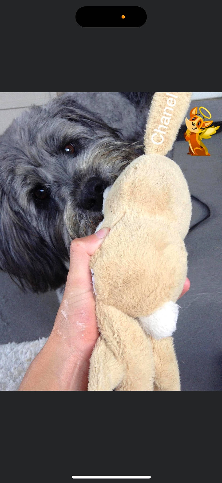 Chanel is registered to the contest to win money with this photo: canidae, carnivore, companion_dog, dog, dog_breed, dog_supply, fashion_accessory, fur, gesture, paw, plush, small_terrier, snout, sporting_group, stuffed_toy, terrier, thumb, toy, toy_dog, working_animal