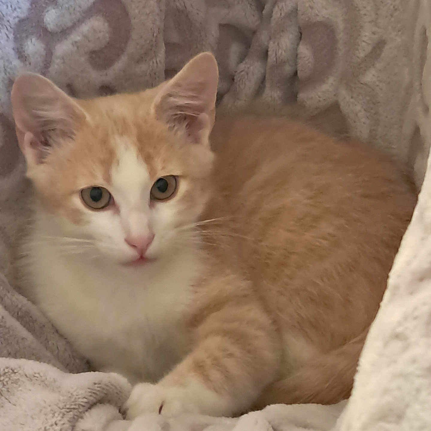 Yoshi participe au concours pour gagner de l'argent avec cette photo : abyssinian, angora, animal, bed, blanket, cat, furniture, kitten, manx, pet, quilt, siamese, white