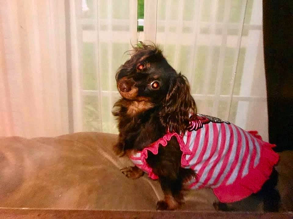 Phebe joined the competition — help win amazing prizes! canidae, carnivore, cocker_spaniel, collar, companion_dog, curtain, dog, dog_breed, dog_collar, dog_supply, fawn, fur, guard_dog, leash, liver, spaniel, sporting_group, toy_dog, whiskers, working_animal