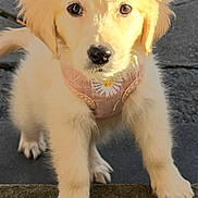 Bella joined the competition — help win amazing prizes! puppy, golden_retriever, dog, young, fluffy, cute, pet, animal, outdoor, stone, harness, pink, daisy, fur, face, paw, looking, curious, closeup, daylight