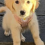 puppy, golden_retriever, dog, young, fluffy, cute, pet, animal, outdoor, stone, harness, pink, daisy, fur, face, paw, looking, curious, closeup, daylight