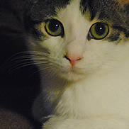 Fredrick is registered to the contest to win money with this photo: cat, close_up, animal, pet, feline, whiskers, nose, eyes, fur, resting, brown, white, indoor, face, portrait, cute, domestic_animal, ears, looking, young