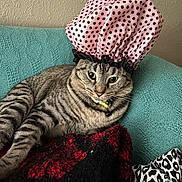 Draco joined the competition — help win amazing prizes! cat, tabby, shower_cap, polka_dot, couch, teal, blanket, red, black, animal, pet, fur, whiskers, relaxed, indoor, cozy, pattern, fabric, cute, resting