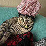 cat, tabby, shower_cap, polka_dot, couch, teal, blanket, red, black, animal, pet, fur, whiskers, relaxed, indoor, cozy, pattern, fabric, cute, resting