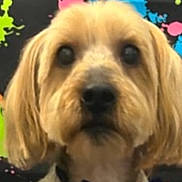 Sammie joined the competition — help win amazing prizes! dog, bow_tie, pet, portrait, animal, cute, indoor, colorful_background, blurry, mammal, face, fur, ears, closeup, headshot, domestic_animal, collar, screenshot, phone_interface, bowtie