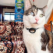 Zoro is registered to the contest to win money with this photo: cat, heterochromia, blue_eye, green_eye, indoor, tapestry, patterned_fabric, pink_nose, pet, feline, whiskers, curious, alert, close_up, domestic_cat, collar, fur, portrait, animal, household