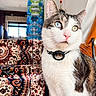 cat, heterochromia, blue_eye, green_eye, indoor, tapestry, patterned_fabric, pink_nose, pet, feline, whiskers, curious, alert, close_up, domestic_cat, collar, fur, portrait, animal, household