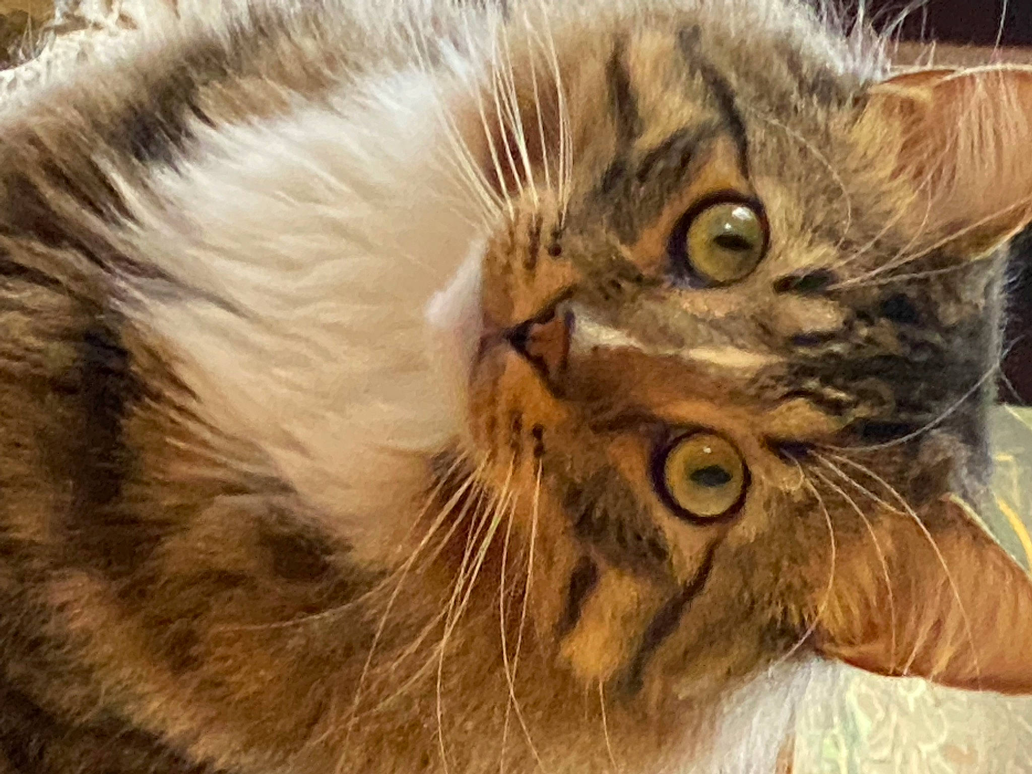 Cozmo is registered to the contest to win money with this photo: carnivore, cat, claw, domestic_short_haired_cat, ear, felidae, fur, maine_coon, mammal, small_to_medium_sized_cats, snout, terrestrial_animal, vertebrate, whiskers, wildlife