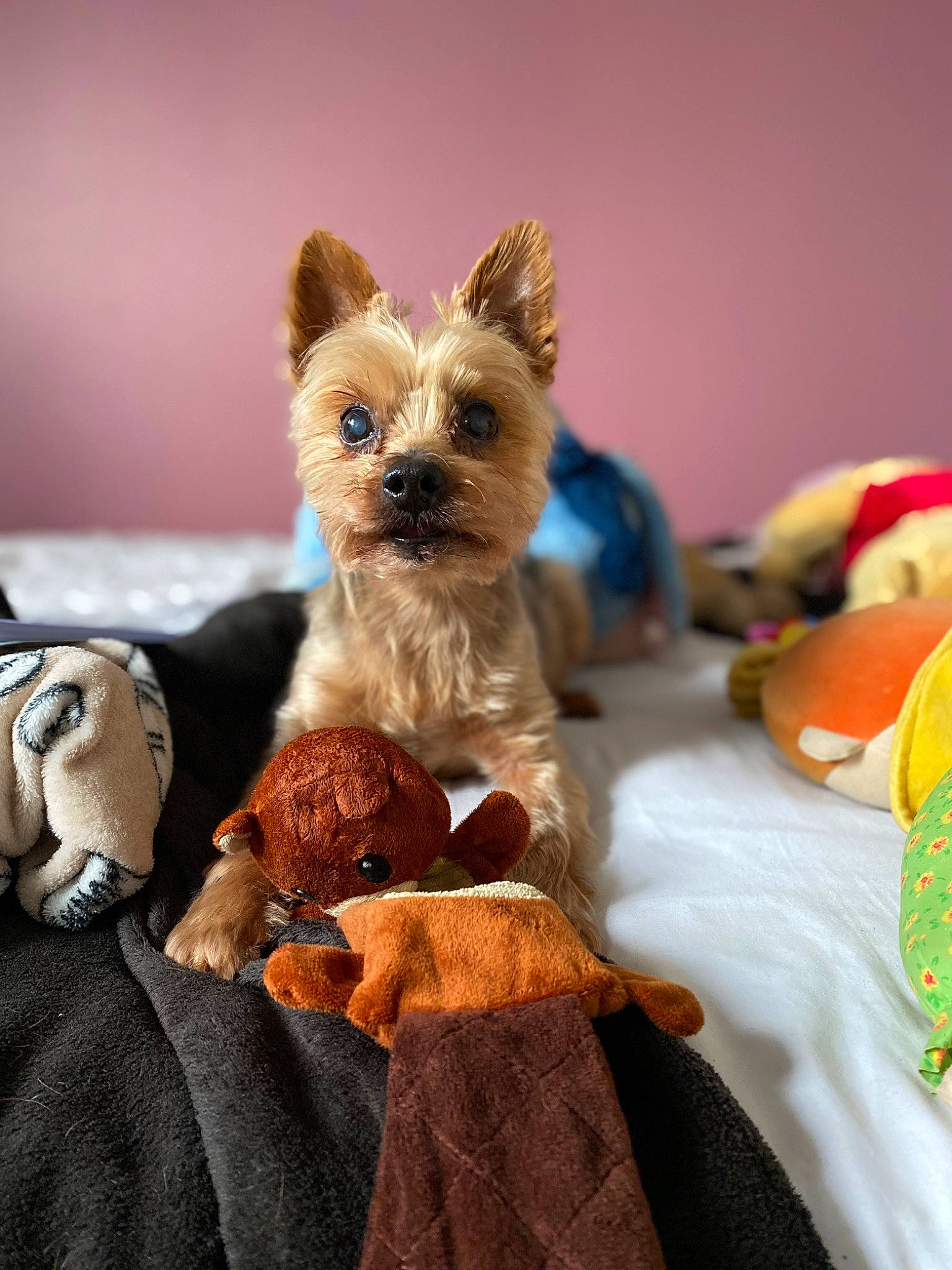 Fonzy participe au concours pour gagner de l'argent avec cette photo : canidae, carnivore, companion_dog, dog, dog_breed, dog_clothes, dog_supply, event, fashion_accessory, fawn, fur, mammal, pet_supply, small_terrier, snout, sporting_group, terrier, toy_dog, watch, working_animal