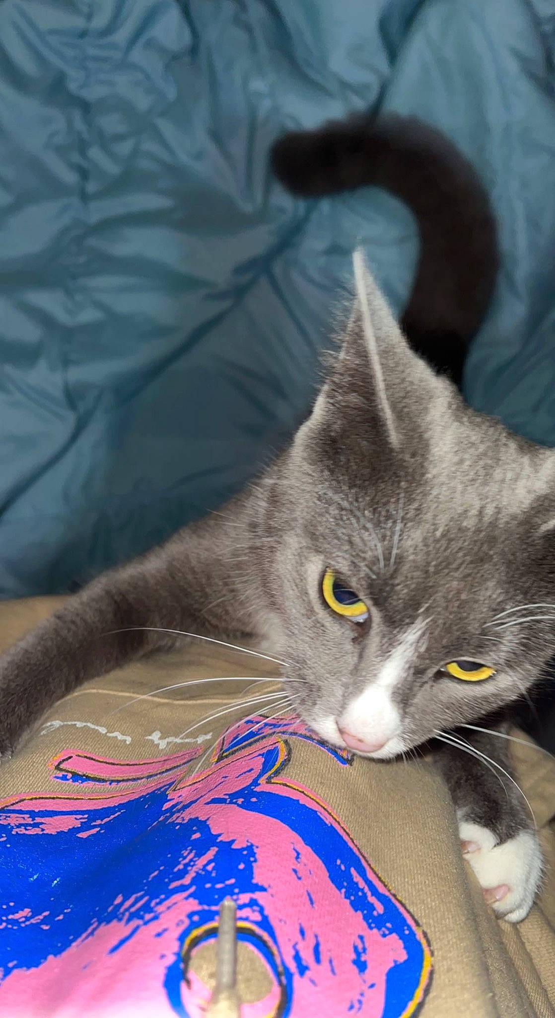 Sage is registered to the contest to win money with this photo: carnivore, cat, chartreux, curious, domestic_short_haired_cat, electric_blue, felidae, fur, grey, russian_blue, small_to_medium_sized_cats, snout, tail, whiskers
