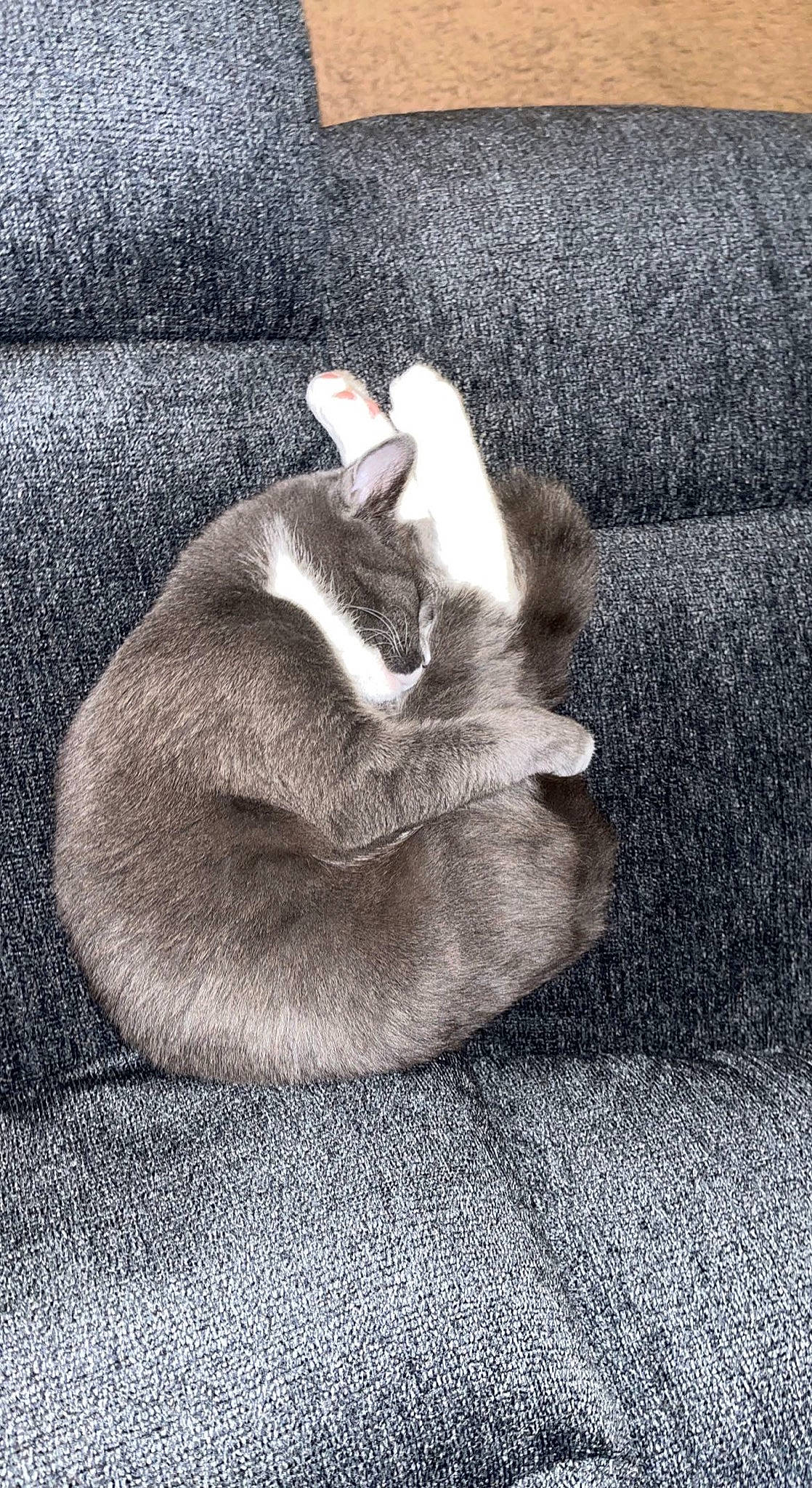 Sage joined the competition — help win amazing prizes! canidae, carnivore, cat, comfort, companion_dog, dog_breed, domestic_short_haired_cat, fawn, felidae, fur, grey, human_leg, linens, paw, small_to_medium_sized_cats, snout, sporting_group, tail, whiskers, woven_fabric