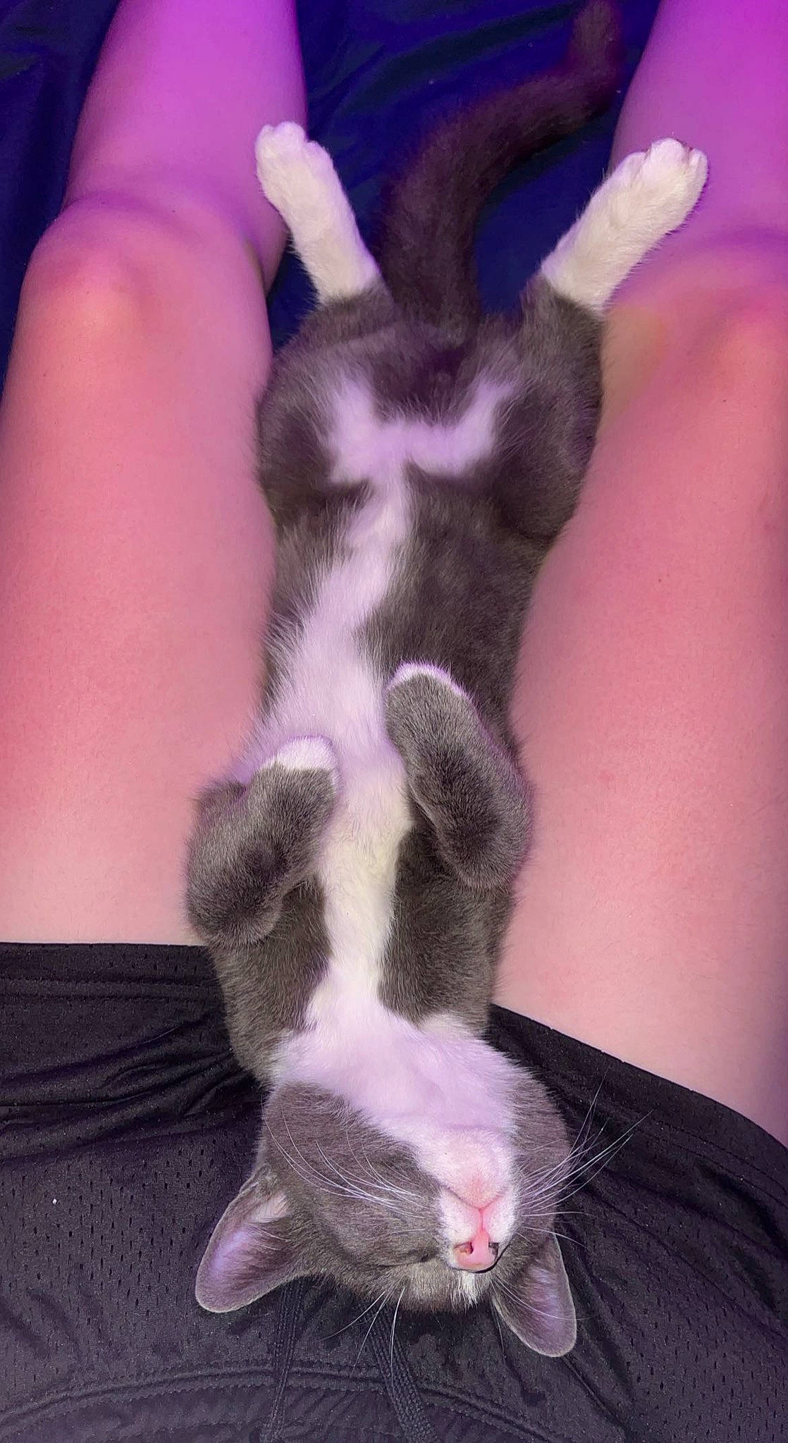 Sage is registered to the contest to win money with this photo: carnivore, cat, claw, comfort, companion_dog, dog_breed, domestic_short_haired_cat, ear, felidae, foot, fur, human_leg, paw, small_to_medium_sized_cats, tail, whiskers