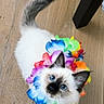 cat, kitten, fluffy, white_fur, blue_eyes, rainbow, flower_collar, pet, animal, portrait, close_up, indoors, wooden_floor, tail, ears, whiskers, looking_at_camera, colorful, cute, playful