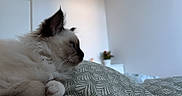 Vako participe au concours pour gagner de l'argent avec cette photo : cat, fluffy_cat, long_hair, color_point, blue_eyes, side_profile, whiskers, ears, paws, pet, animal, bed, bedding, patterned_fabric, bedroom, indoor, cozy, soft_lighting, home, relaxed