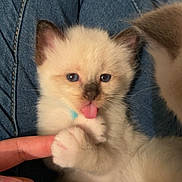 Vako participe au concours pour gagner de l'argent avec cette photo : kitten, cat, fluffy, cream_colored, blue_eyes, tongue_out, paw, whiskers, ears, pet, animal, close_up, portrait, sitting, human_hand, jeans, lap, indoor, cute, photobomb