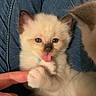 kitten, cat, fluffy, cream_colored, blue_eyes, tongue_out, paw, whiskers, ears, pet, animal, close_up, portrait, sitting, human_hand, jeans, lap, indoor, cute, photobomb