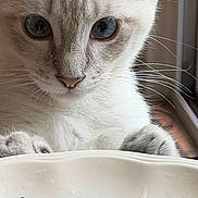 Mocha Latte joined the competition — help win amazing prizes! animal, blue_eyes, bowl, cat, close_up, curious, cute, domestic, feline, floral_pattern, food, indoor, kibble, looking, paws, pet, portrait, whiskers, white_cat, window