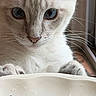 animal, blue_eyes, bowl, cat, close_up, curious, cute, domestic, feline, floral_pattern, food, indoor, kibble, looking, paws, pet, portrait, whiskers, white_cat, window