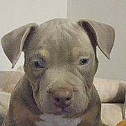 Alma a rejoint le concours — aidez-le/la à gagner de superbes lots ! animal, brown_fur, canine, close_up, couch, cute, dog, domestic, ears, face, front_view, furniture, house, indoor, looking, pet, puppy, sitting, white_patch, young