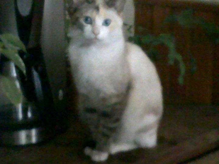 Mimine