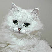 Dora participe au concours pour gagner de l'argent avec cette photo :