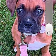 Poppy is registered to the contest to win money with this photo: puppy, dog, grass, leash, pink_leash, pet, animal, cute, outdoor, young_dog, brown_dog, white_paws, collar, sitting, looking_up, close_up, phone_screenshot, user_interface, time_display, date_display