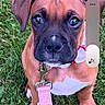 puppy, dog, grass, leash, pink_leash, pet, animal, cute, outdoor, young_dog, brown_dog, white_paws, collar, sitting, looking_up, close_up, phone_screenshot, user_interface, time_display, date_display