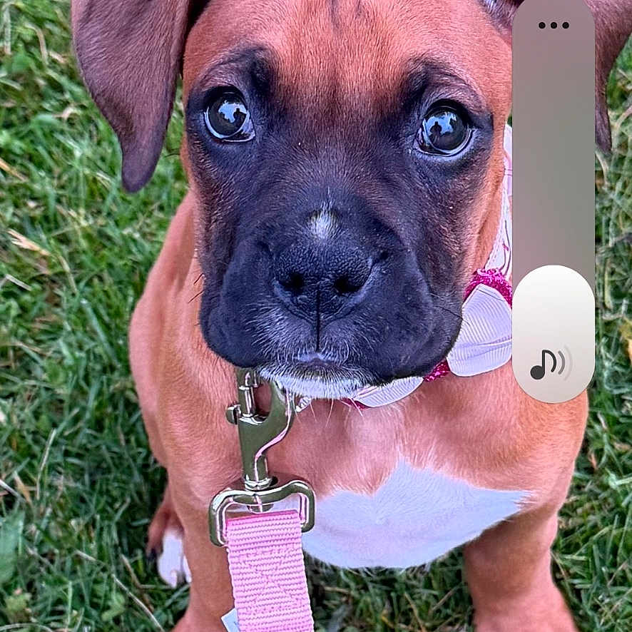 Poppy