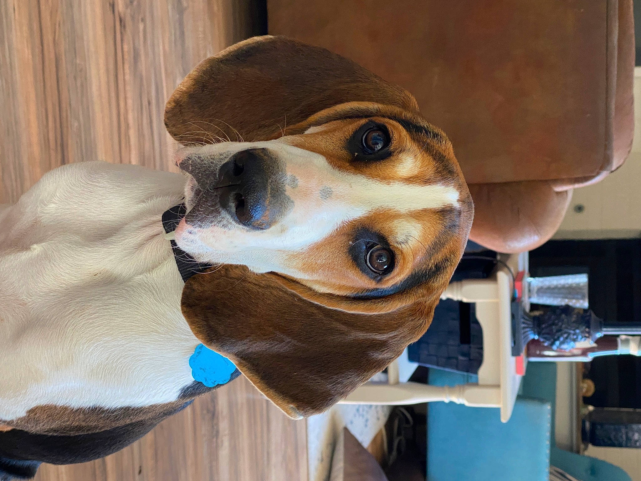 Milo is registered to the contest to win money with this photo: art, artifact, carnivore, curious, dog, fur, helmet, personal_protective_equipment, sculpture, wood, working_animal, wrinkle