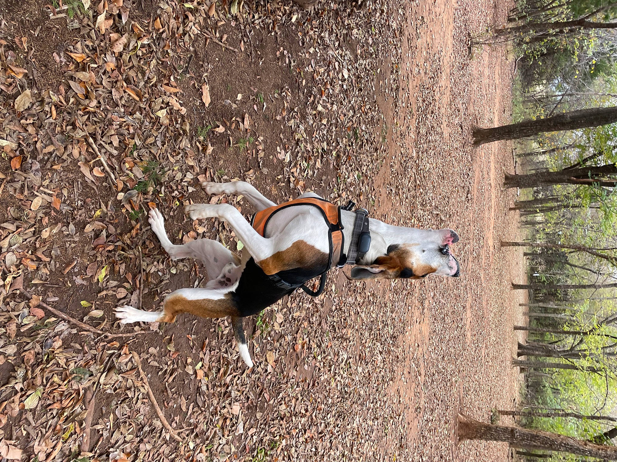 Milo is registered to the contest to win money with this photo: canidae, carnivore, dog, dog_breed, fawn, grass, landscape, people_in_nature, plant, recreation, shadow, soil, sporting_group, tail, tree, trunk, wood