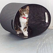 Aïko participe au concours pour gagner de l'argent avec cette photo : alert, animal, basket, black, cat, collar, container, curious, cute, domestic_cat, floor, indoor, looking, pet, plastic, red_collar, sitting, tabby_cat, white, woven