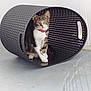 alert, animal, basket, black, cat, collar, container, curious, cute, domestic_cat, floor, indoor, looking, pet, plastic, red_collar, sitting, tabby_cat, white, woven