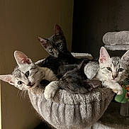 Katie is registered to the contest to win money with this photo: animal, black_cat, cat, cat_tree, cozy, curious, cute, ears, feline, fur, gray_cat, hammock, indoor, kitten, pet, resting, sleeping, snuggling, tabby, whiskers