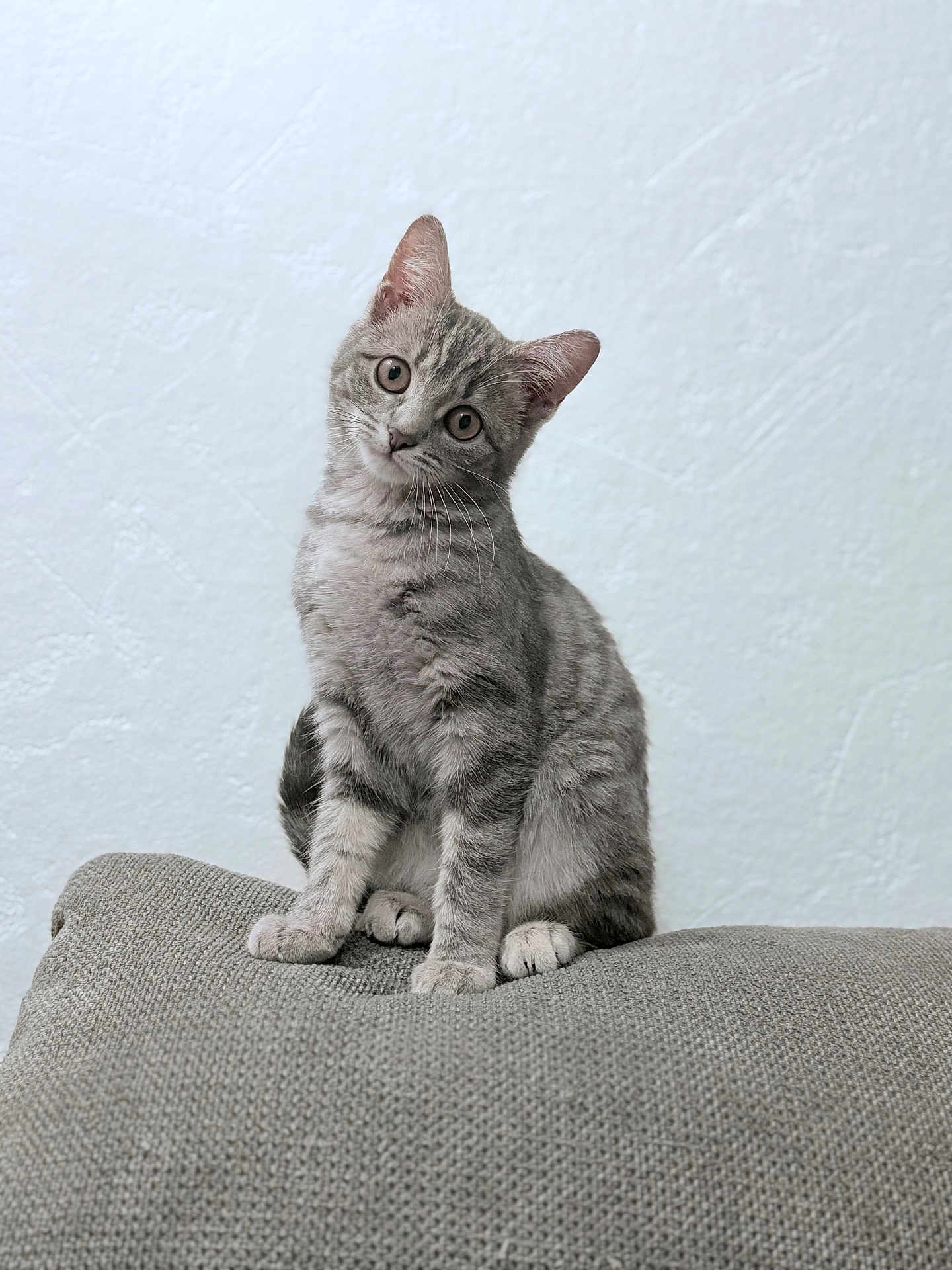 Grisouille participe au concours pour gagner de l'argent avec cette photo : cat, kitten, gray_tabby, pet, cute, curious, cushion, indoor, feline, animal, sitting, head_tilt, whiskers, ears, soft_light, texture, background, young_cat, domestic_cat, portrait