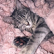 Grisouille a rejoint le concours — aidez-le/la à gagner de superbes lots ! cat, tabby_cat, sleeping, paw, fluffy_blanket, pink, cozy, pet, fur, whiskers, closeup, resting, cute, animal, domestic_cat, soft_texture, relaxation, indoor, mammal, peaceful