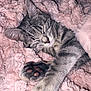 cat, tabby_cat, sleeping, paw, fluffy_blanket, pink, cozy, pet, fur, whiskers, closeup, resting, cute, animal, domestic_cat, soft_texture, relaxation, indoor, mammal, peaceful